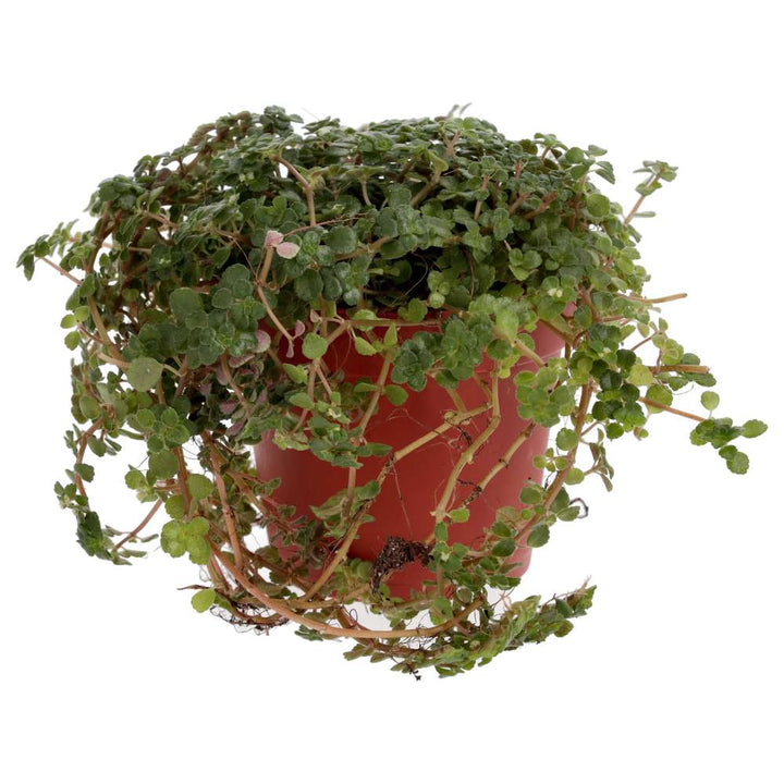 Pilea depressa (Baby Tears)