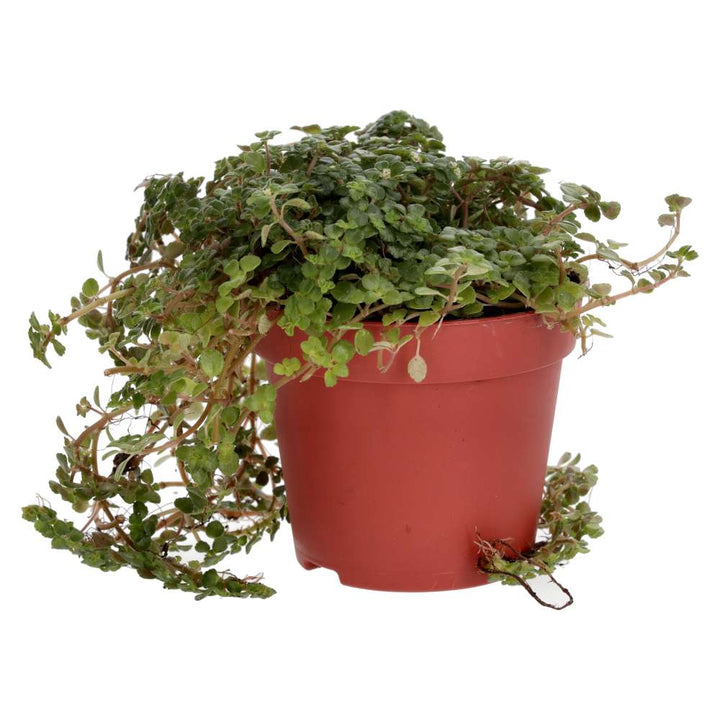 Pilea depressa (Baby Tears)