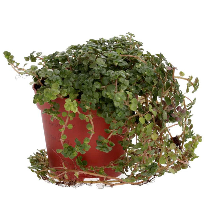 Pilea depressa (Baby Tears)