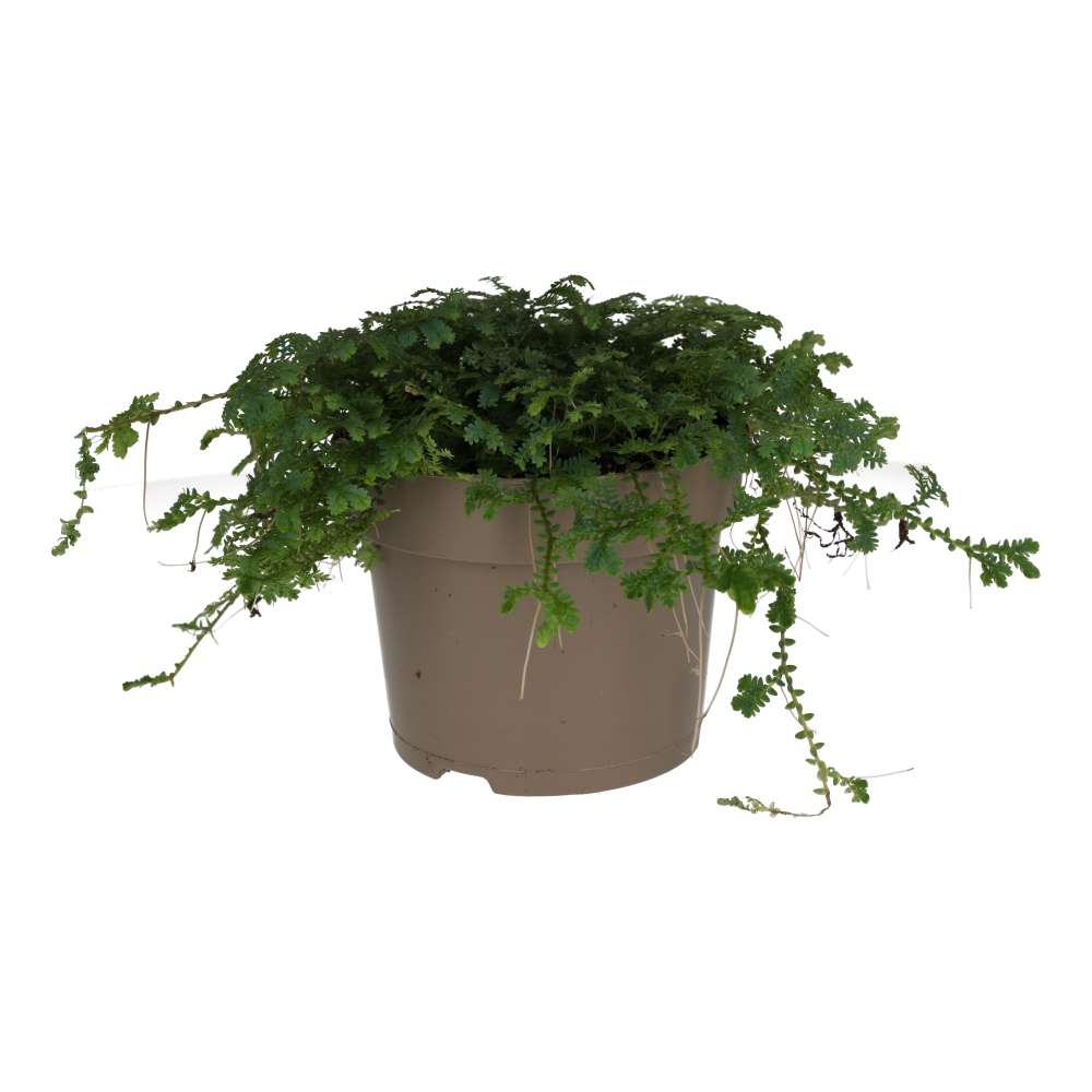 Selaginella uncinata (Peacock Spike Moss)