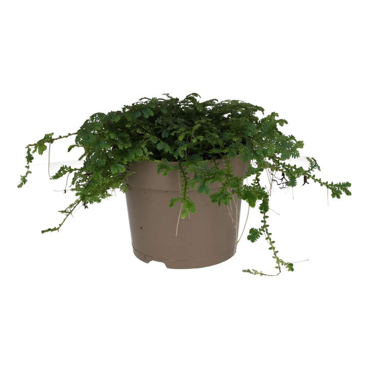 Selaginella uncinata (Peacock Spike Moss)