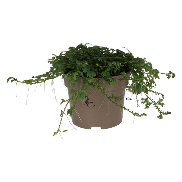 Selaginella uncinata (Peacock Spike Moss)