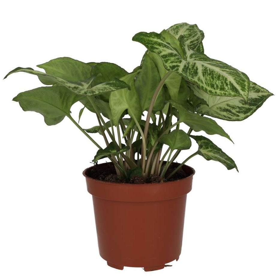 Buy Syngonium 'Arrow' online UK