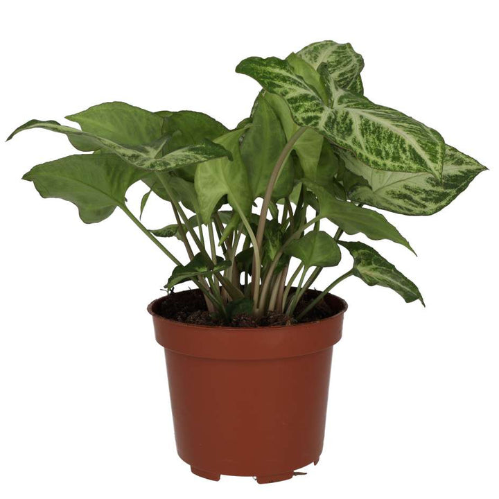 Buy Syngonium 'Arrow' online UK