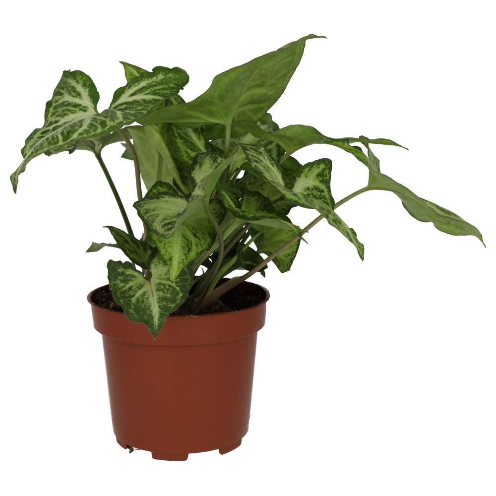 Buy Syngonium 'Arrow' online UK