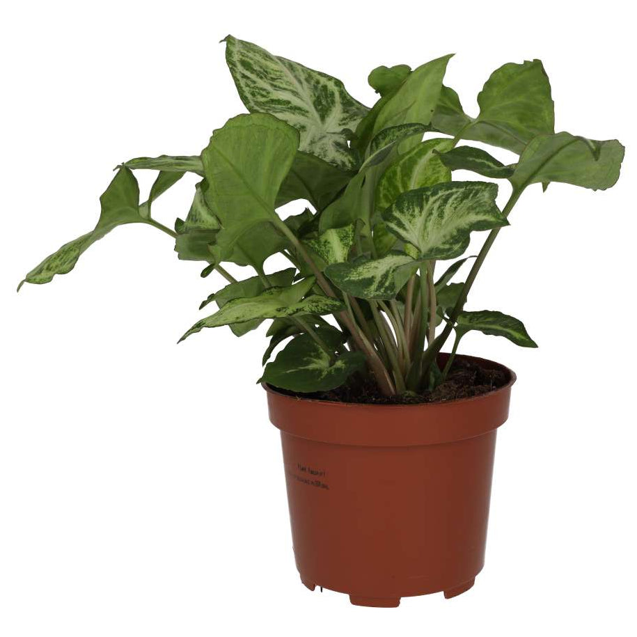 Buy Syngonium 'Arrow' online UK