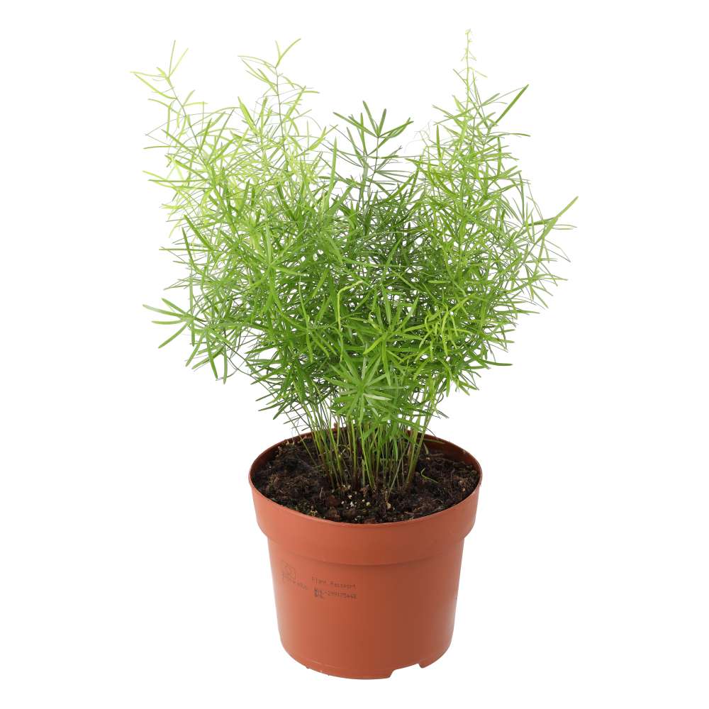 Asparagus Fern (Asparagus densiflorus 'Sprengeri')