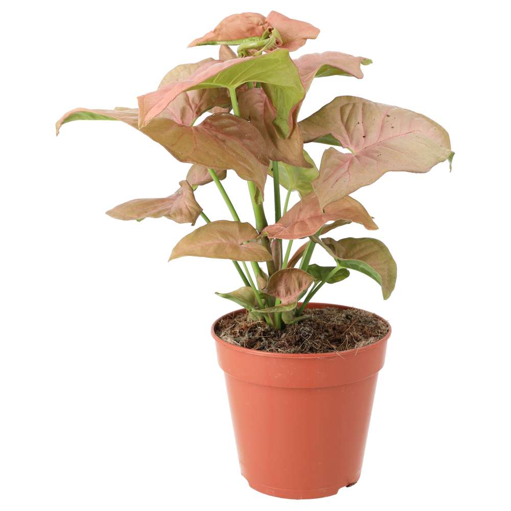 Buy Syngonium 'Pink' online UK