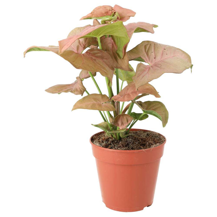 Buy Syngonium 'Pink' online UK