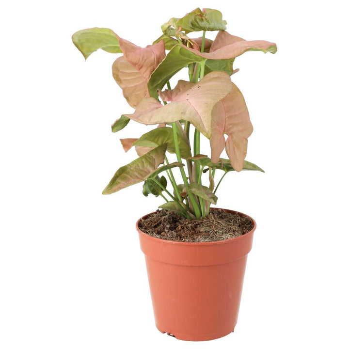 Buy Syngonium 'Pink' online UK