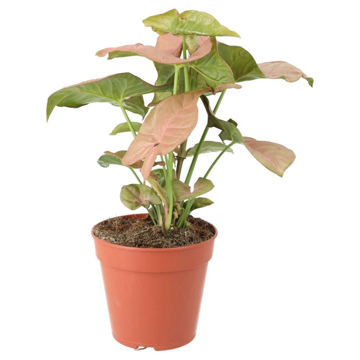 Buy Syngonium 'Pink' online UK