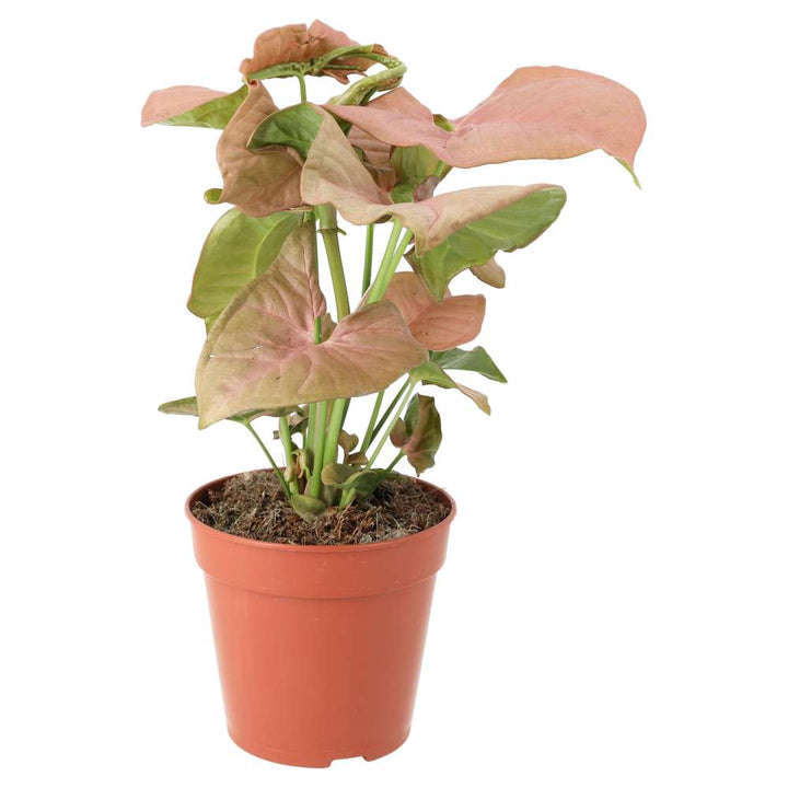 Buy Syngonium 'Pink' online UK