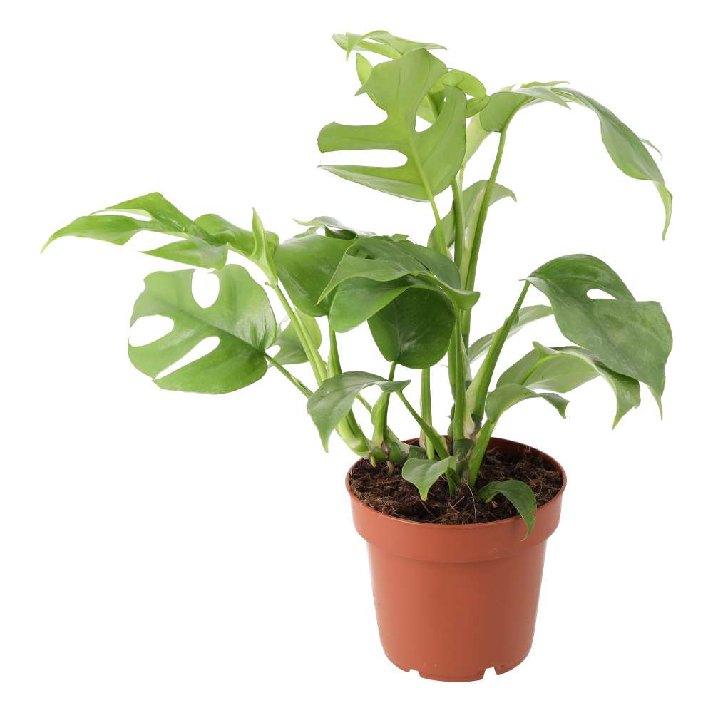 Buy Rhaphidophora tetrasperma (Mini Monstera) online UK