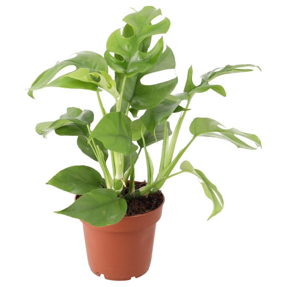 Buy Rhaphidophora tetrasperma (Mini Monstera) online UK