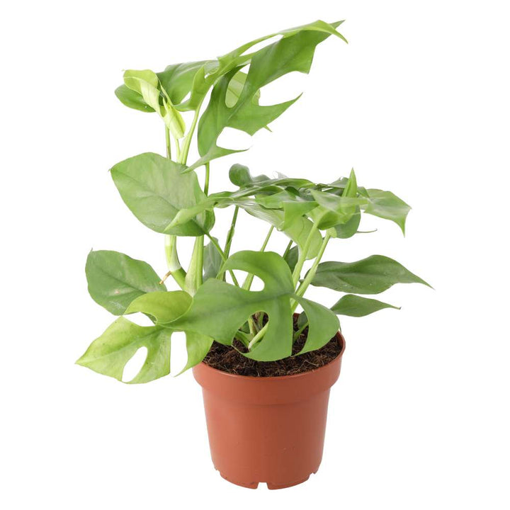 Buy Rhaphidophora tetrasperma (Mini Monstera) online UK