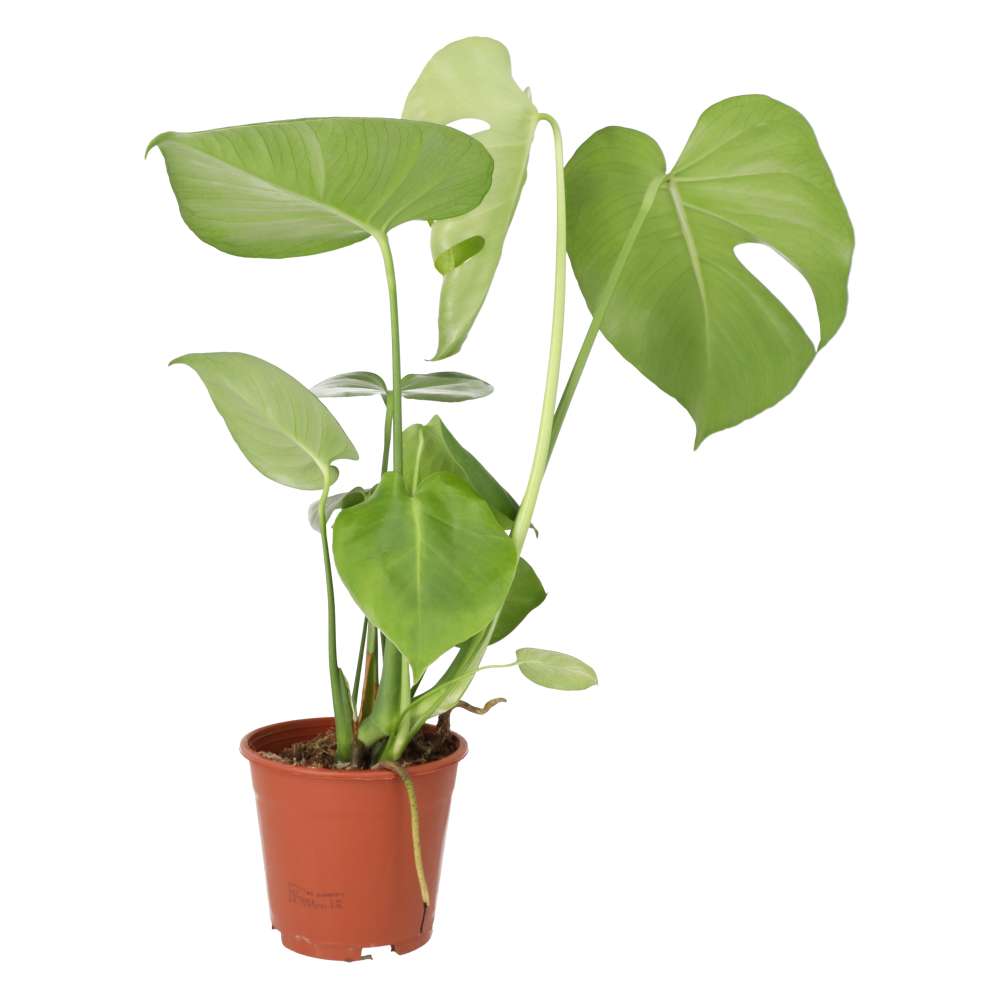 Monstera delicoisa (Swiss Cheese Plant)