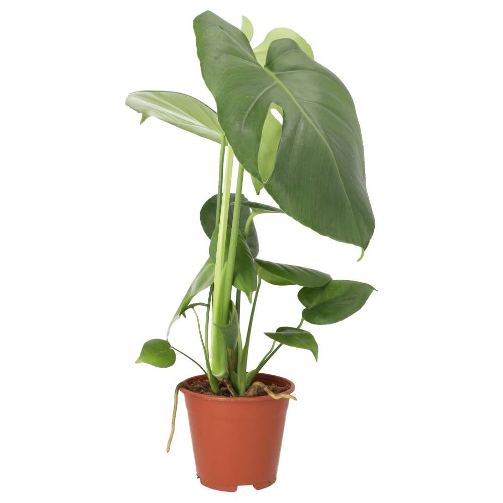 Monstera delicoisa (Swiss Cheese Plant)