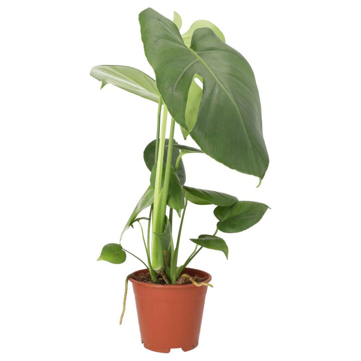 Monstera delicoisa (Swiss Cheese Plant)
