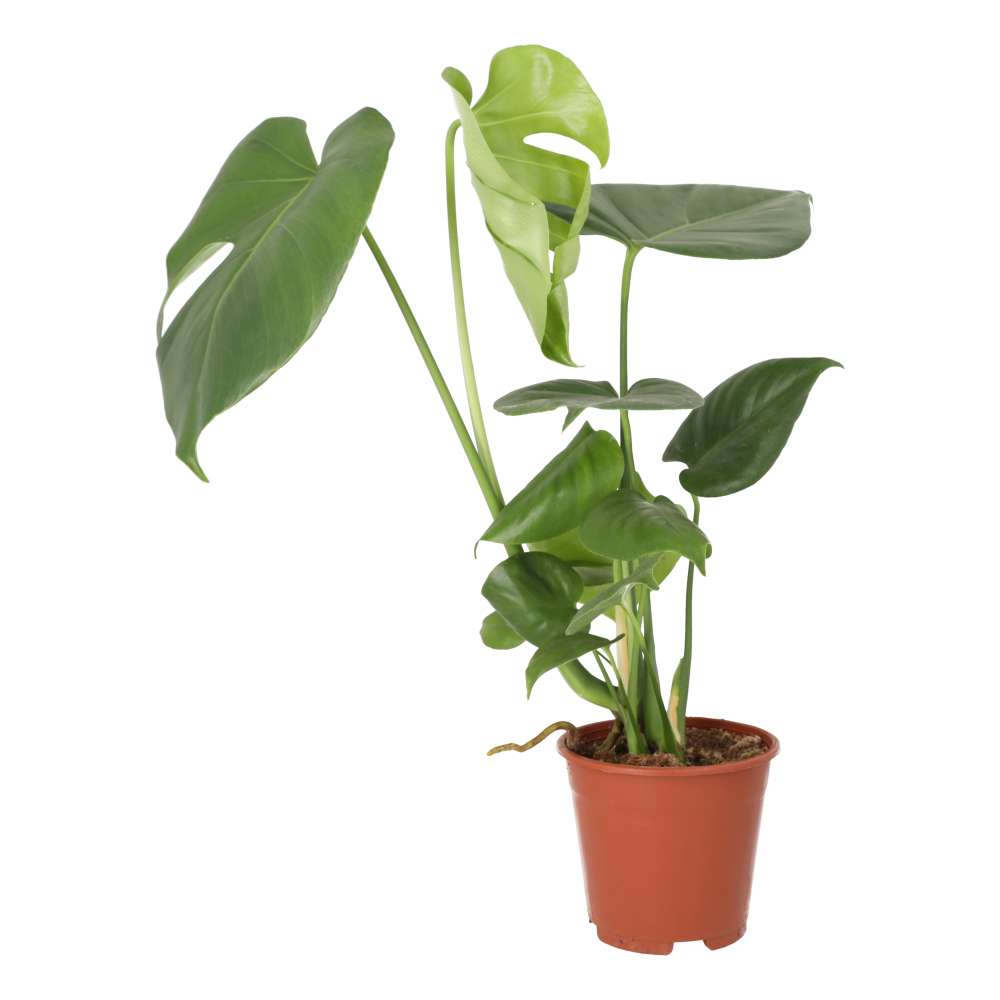 Monstera delicoisa (Swiss Cheese Plant)