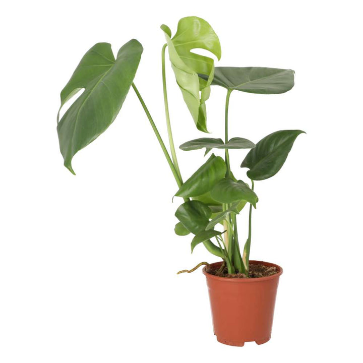 Monstera delicoisa (Swiss Cheese Plant)