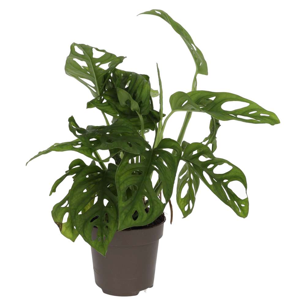 monstera adansonii health benefits Monstera adansonii (Monkey Mask Plant)