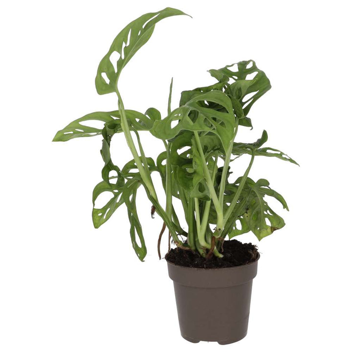 Buy Monstera adansonii (Monkey Mask Plant) online UK