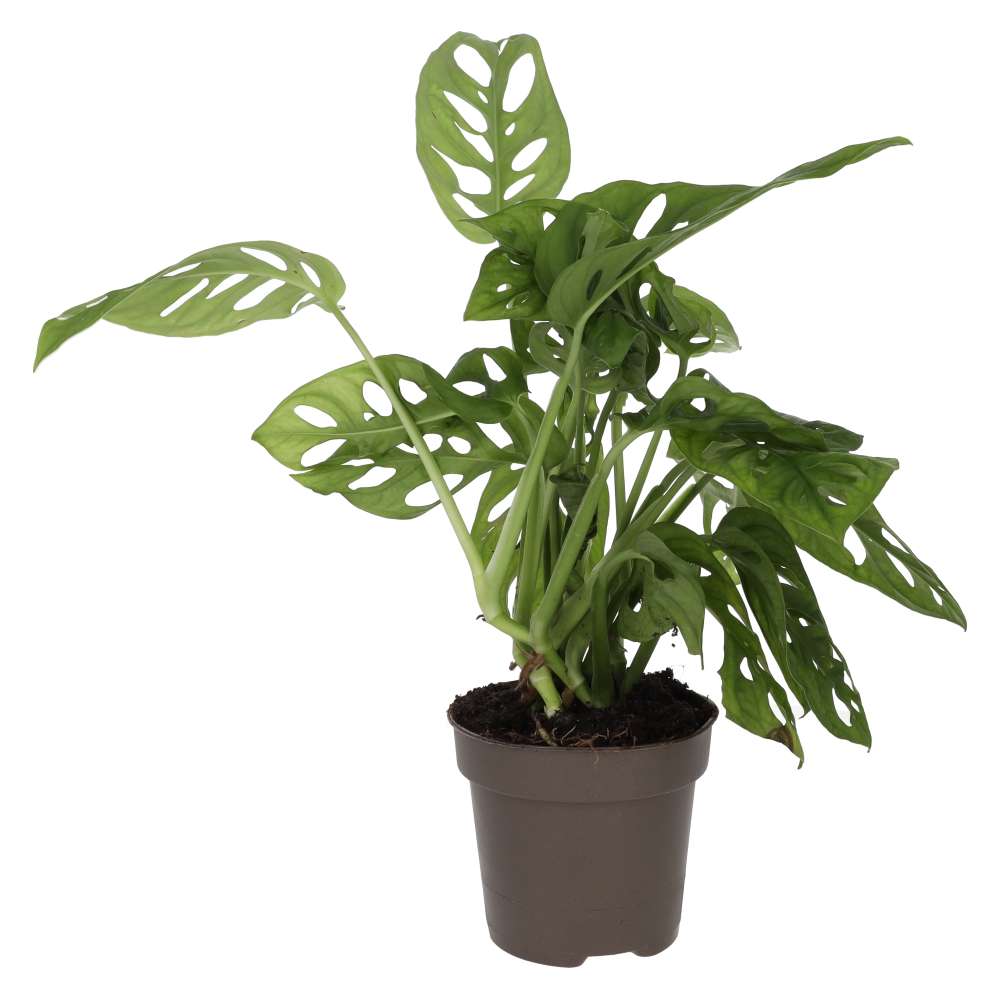 swiss cheese plant monkey mask Monstera adansonii (Monkey Mask Plant)