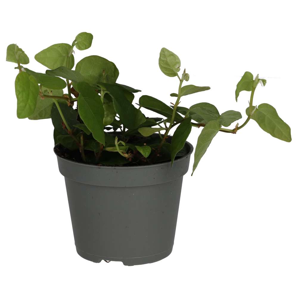 Ficus pumila (Creeping Fig)