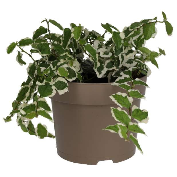 Ficus pumila 'Variegata'