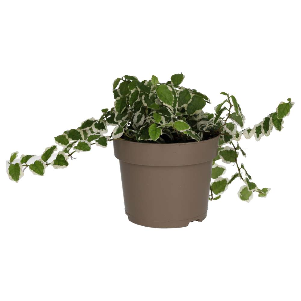 Ficus pumila 'Variegata'