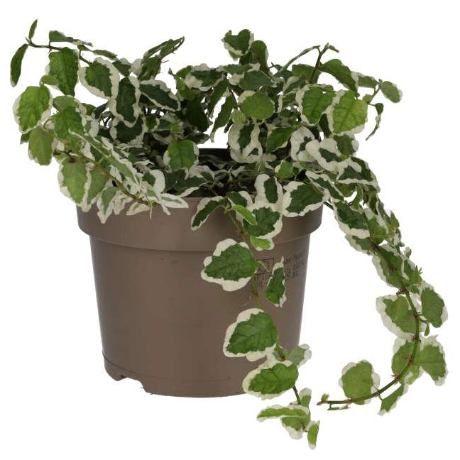 Ficus pumila 'Variegata'