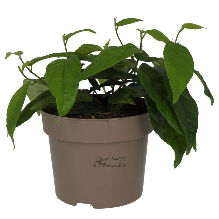 Buy Ficus sagittata 'Radicans' online UK