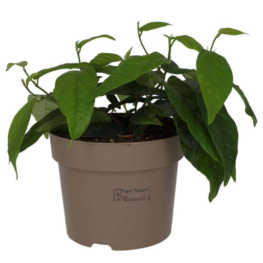 Buy Ficus sagittata 'Radicans' online UK