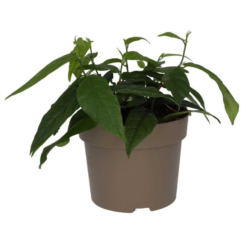 Buy Ficus sagittata 'Radicans' online UK