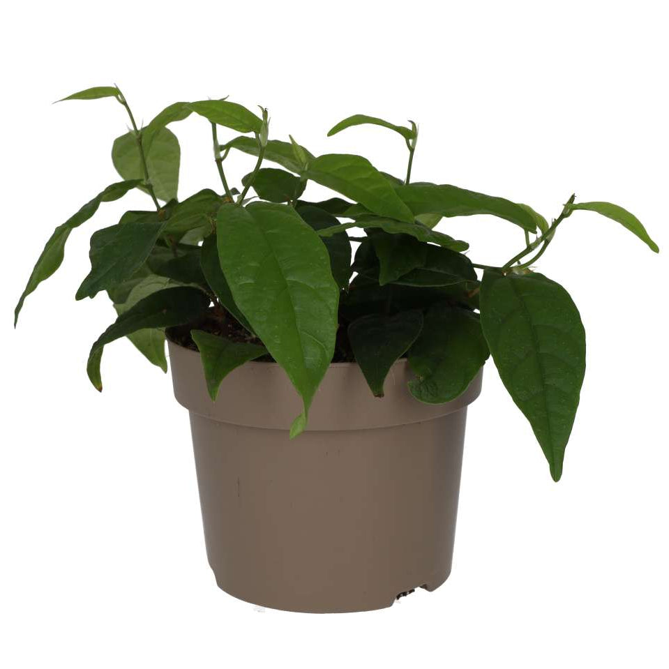 Buy Ficus sagittata 'Radicans' online UK