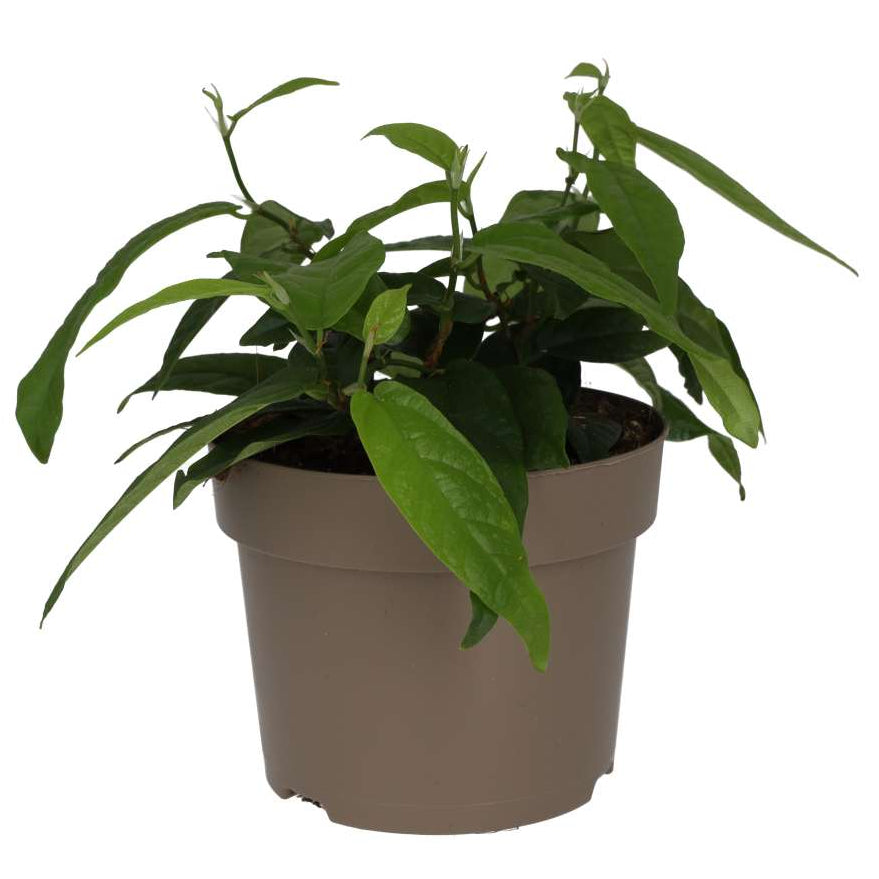 Buy Ficus sagittata 'Radicans' online UK