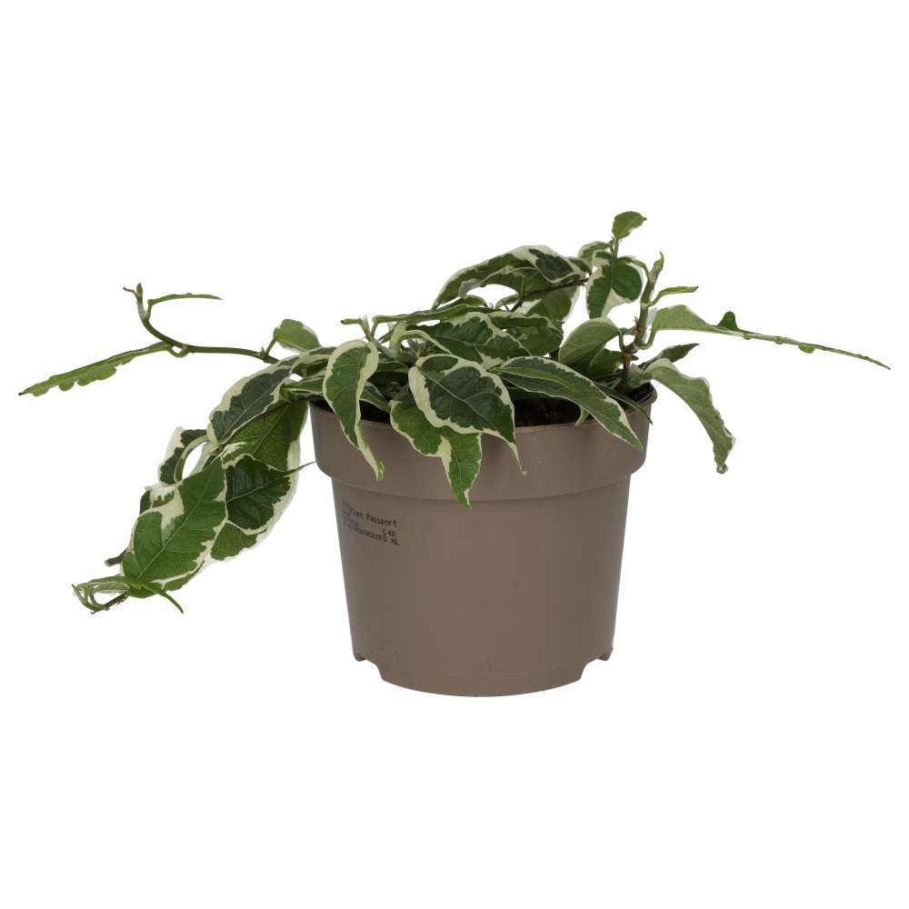 Ficus sagittata 'Radicans' Variegated