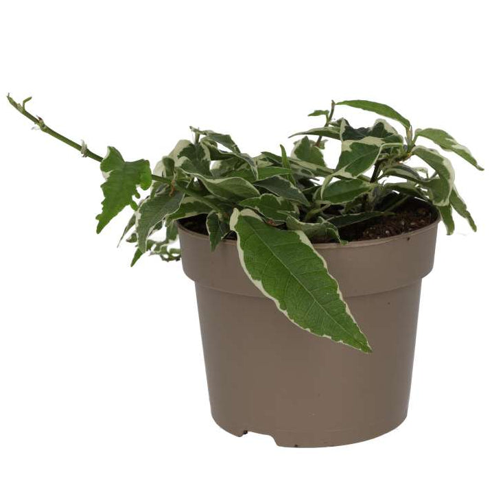 Ficus sagittata 'Radicans' Variegated