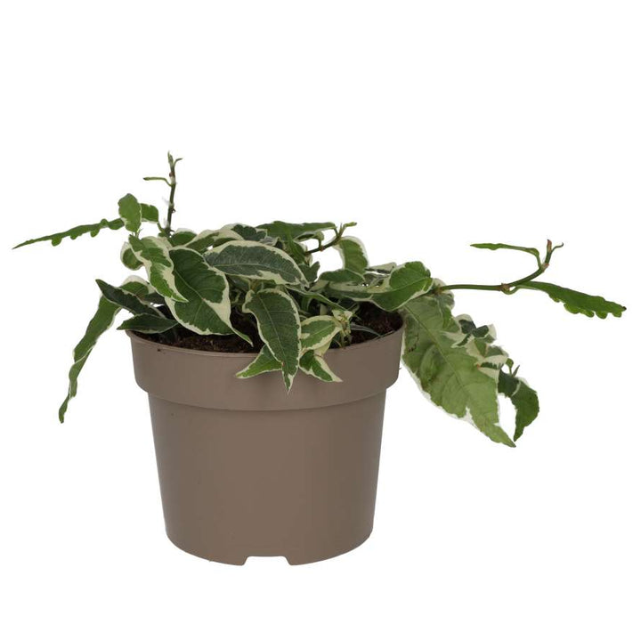 Ficus sagittata 'Radicans' Variegated