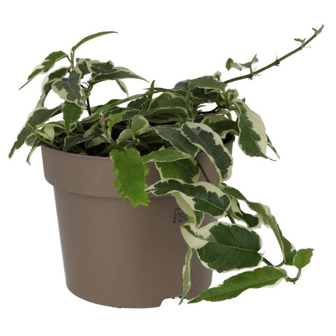 Ficus sagittata 'Radicans' Variegated