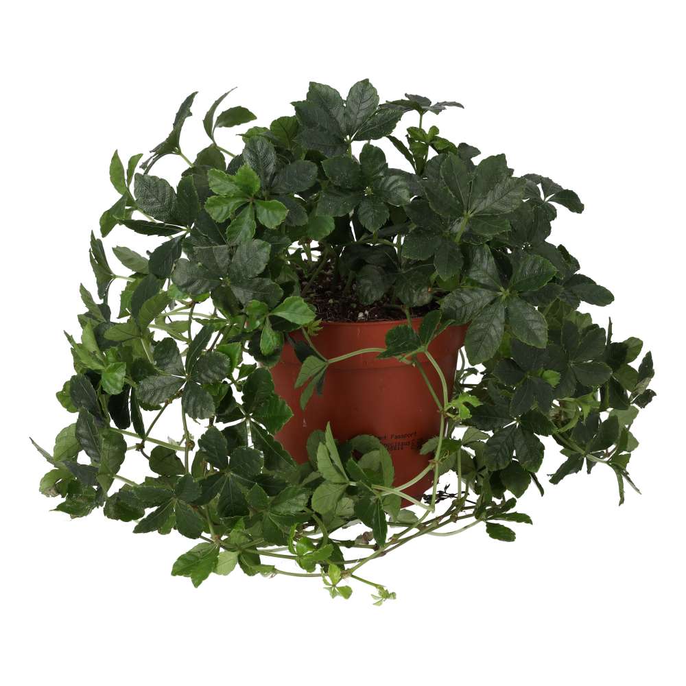 Clematicissus striata 'Sugar Vine'