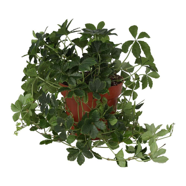 Clematicissus striata 'Sugar Vine'