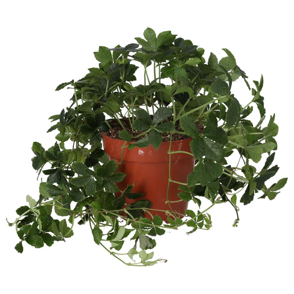 Clematicissus striata 'Sugar Vine'