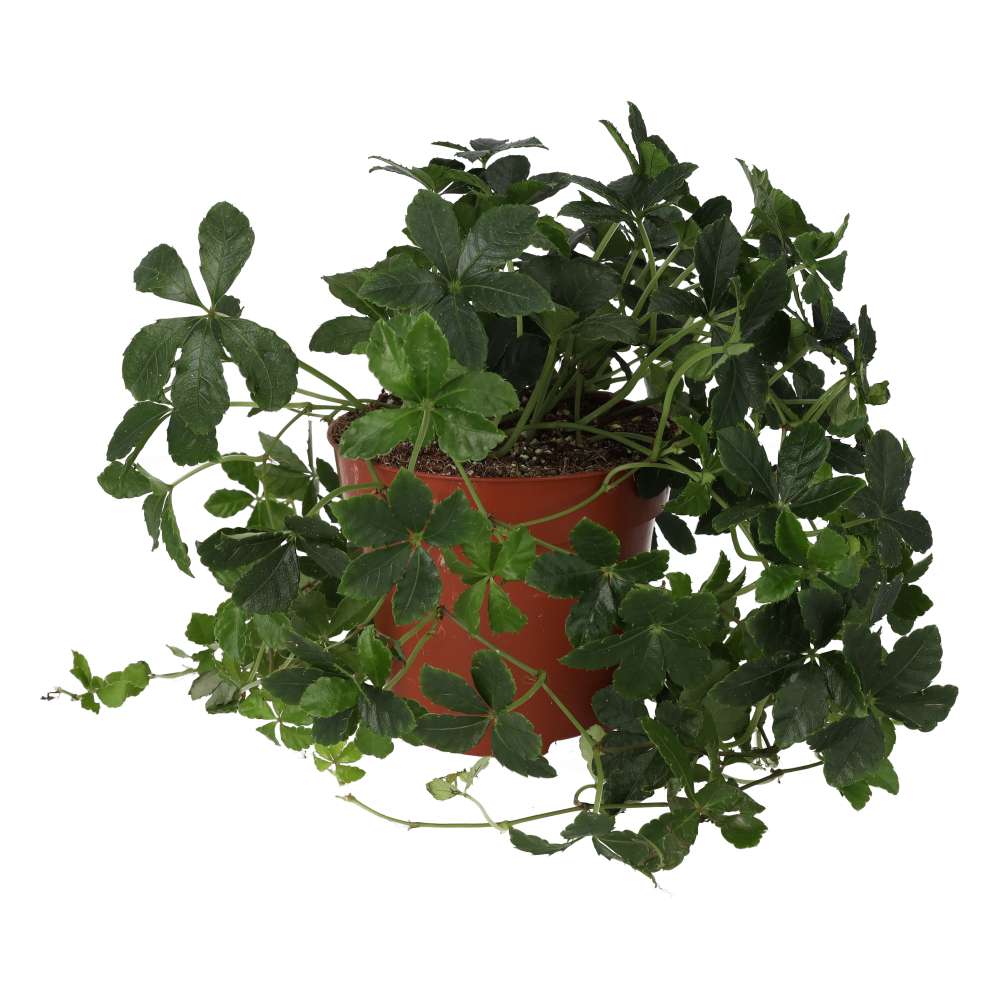 Clematicissus striata 'Sugar Vine'