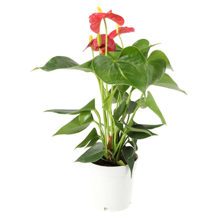 Buy Anthurium andraeanum (Flamingo Flower) online UK