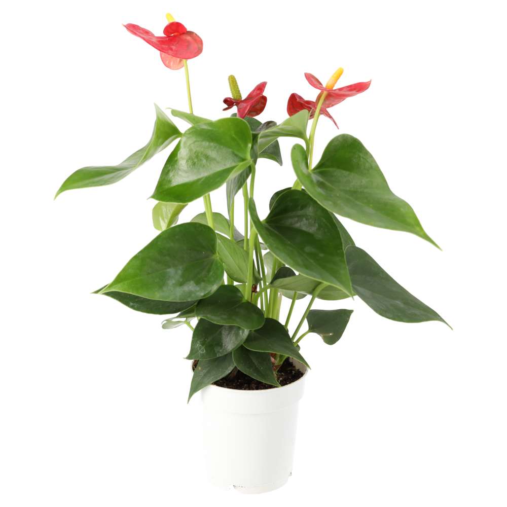 Buy Anthurium andraeanum (Flamingo Flower) online UK