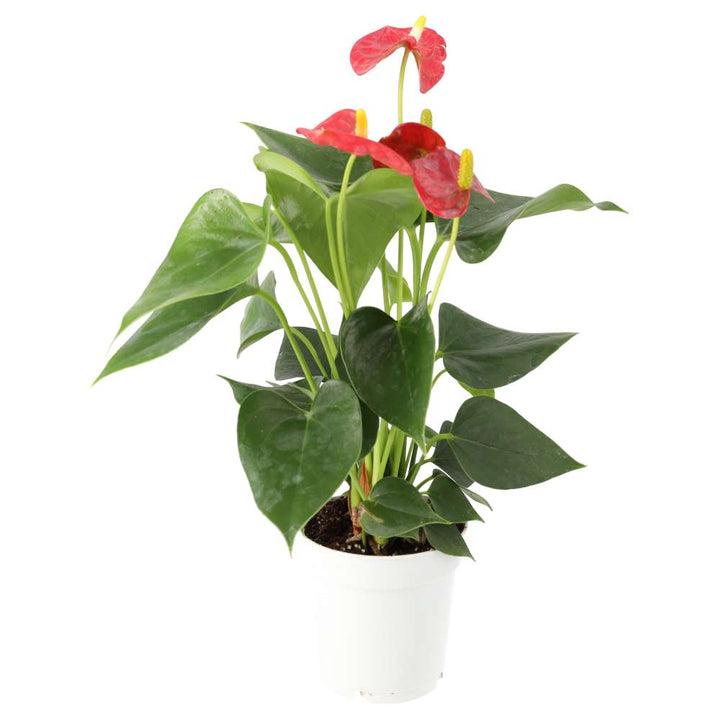 Buy Anthurium andraeanum (Flamingo Flower) online UK