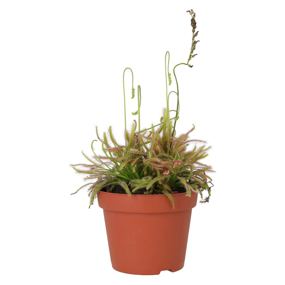Drosera capensis (Cape Sundew)