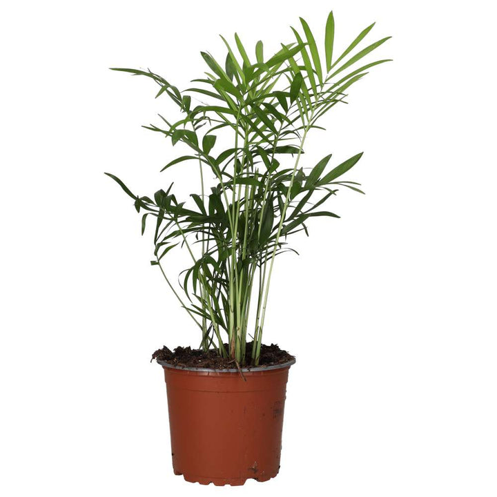 Chamaedorea elegans (Parlour Palm)