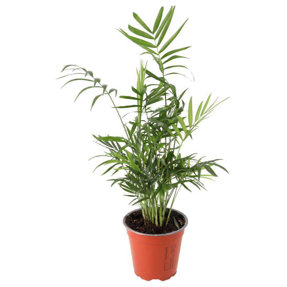 Chamaedorea elegans (Parlour Palm)